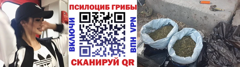 Галлюциногенные грибы Psilocybine cubensis Чердынь